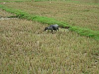 phyl_00098.JPG phyl_00098.JPG