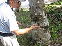phyl_00135.JPG phyl_00135.JPG